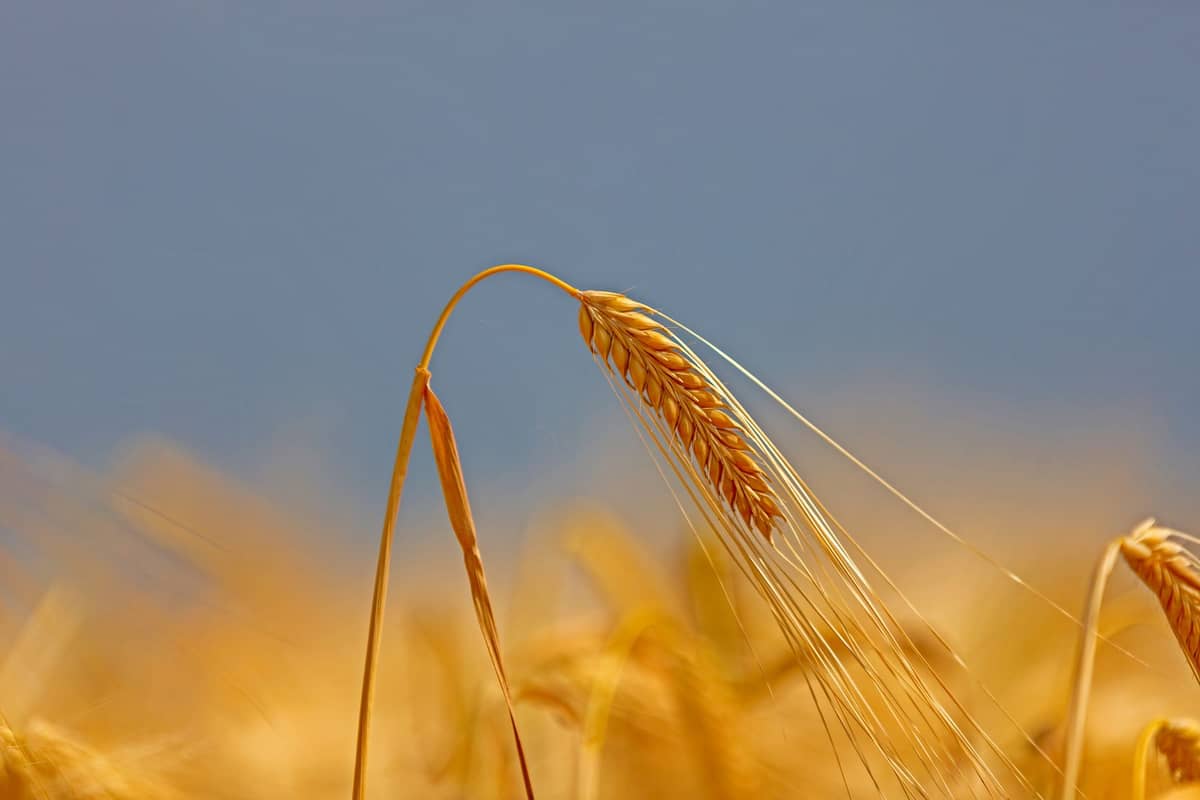 Barley