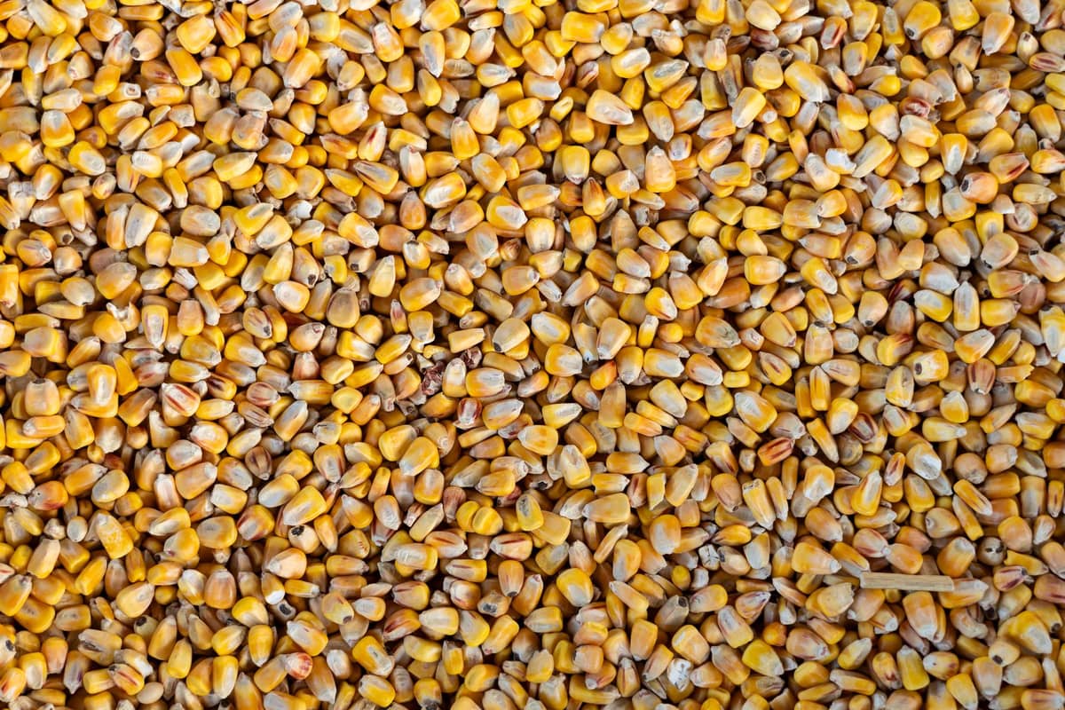 Corn